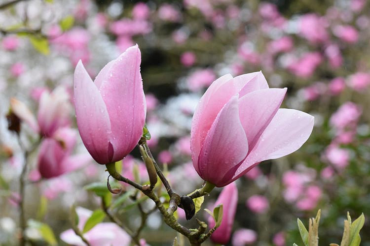 Magnolia 'Star Wars', Star Wars Magnolia, Pink magnolia, Winter flowers, Spring flowers, Pink flowers, fragrant trees, fragrant flowers
